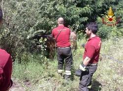 Mucca "salvata" dai vigili del fuoco (inserita in galleria)