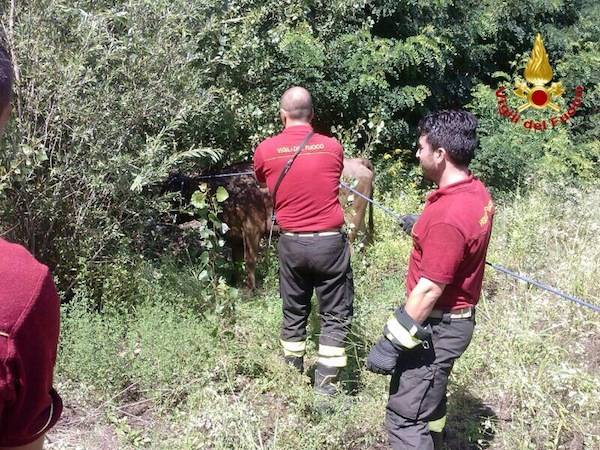 Mucca "salvata" dai vigili del fuoco (inserita in galleria)