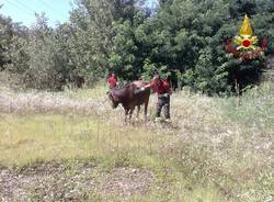 Mucca "salvata" dai vigili del fuoco (inserita in galleria)