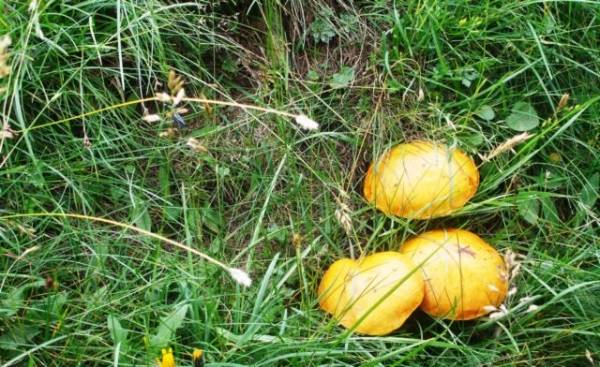 E' già tempo di funghi (inserita in galleria)