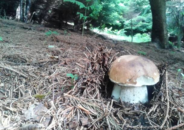 E' già tempo di funghi (inserita in galleria)