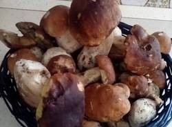 E' già tempo di funghi (inserita in galleria)