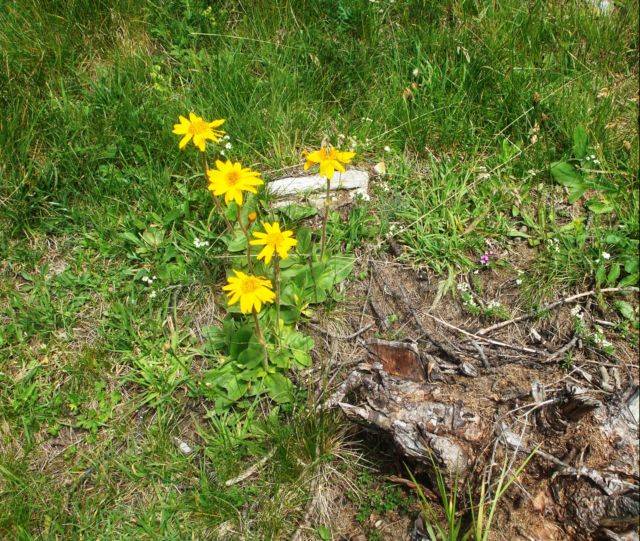 Fiori alpini