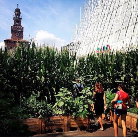 L'orto in centro a Milano (inserita in galleria)