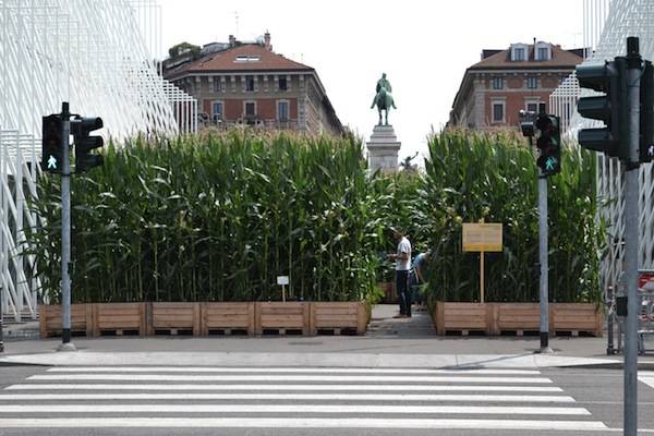 L'orto in centro a Milano (inserita in galleria)
