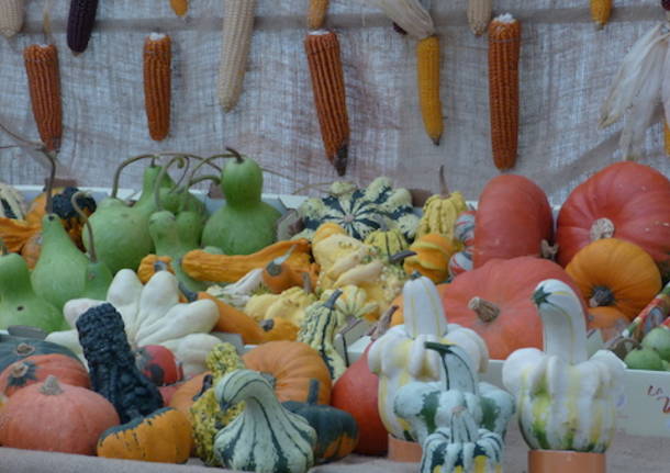 A Gavirate la festa della zucca (inserita in galleria)