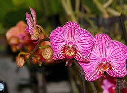 Orchidee 2014