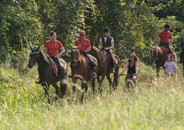 Varese, cavalli e natura (inserita in galleria)