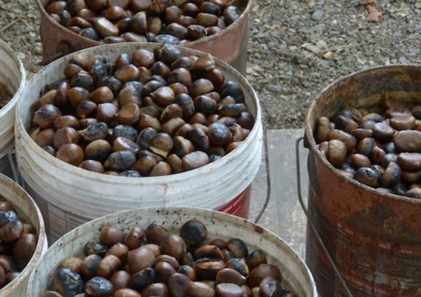 Al via l'ottobre caldanese tra bancarelle e castagne  (inserita in galleria)