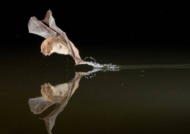 chirotteri pipistrelli