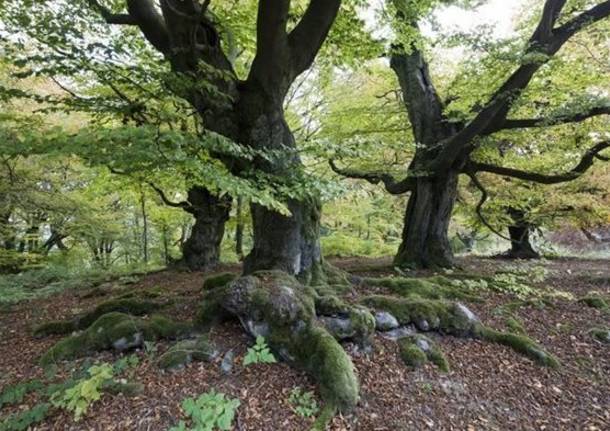 foresta vergine foto