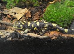 I "predatori" in mostra a Villa Mirabello (inserita in galleria)