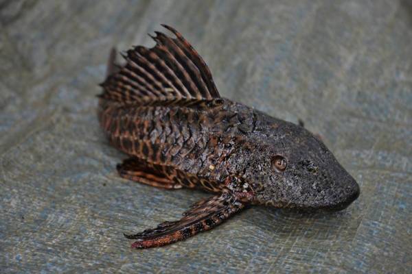 Il pesce pulitore gigante (inserita in galleria)