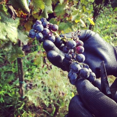 La vendemmia al vigneto comunale di Tradate (inserita in galleria)