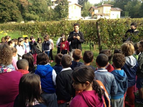 La vendemmia al vigneto comunale di Tradate (inserita in galleria)