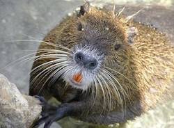 nutria foto