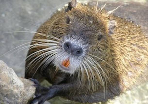 nutria foto