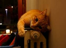 Riscaldamento acceso, gatto termosifone