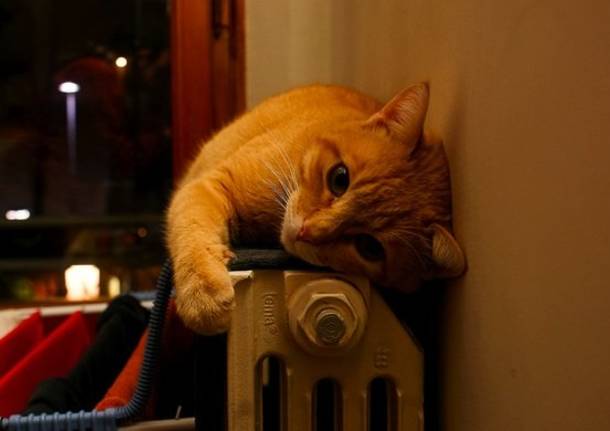 Riscaldamento acceso, gatto termosifone