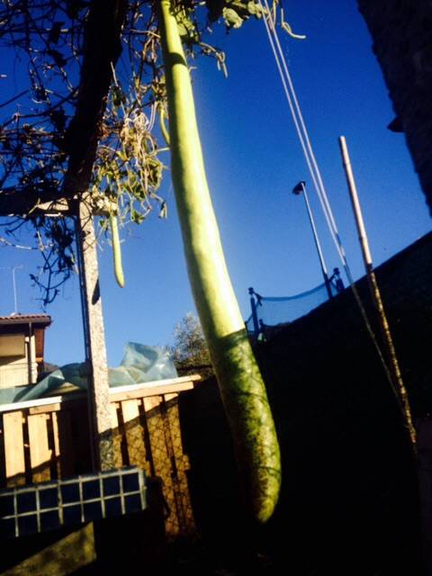 Zucca da record!!!