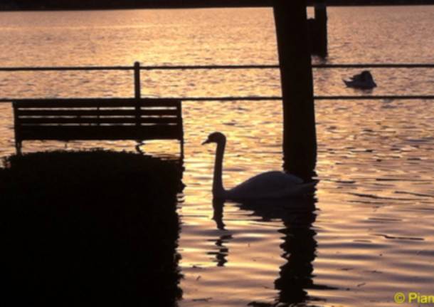 Cigno sul lago dorato Angera