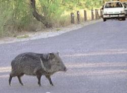 cinghiale incidente novembre