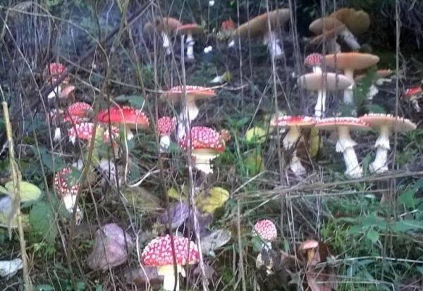 Dopo la pioggia, funghi per tutti (inserita in galleria)