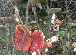 Dopo la pioggia, funghi per tutti (inserita in galleria)