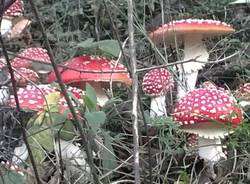 Dopo la pioggia, funghi per tutti (inserita in galleria)