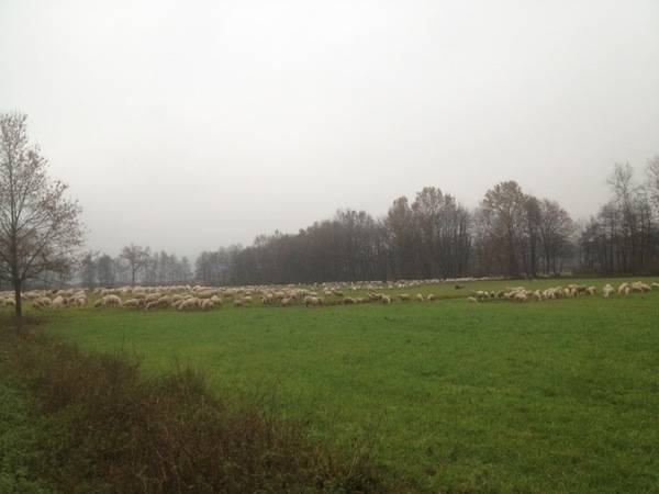 Pecore al pascolo nei prati di Galliate Lombardo  (inserita in galleria)