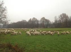 Pecore al pascolo nei prati di Galliate Lombardo  (inserita in galleria)