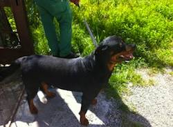cane rottweiler