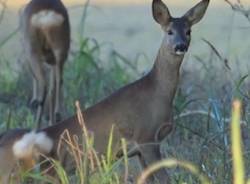 capriolo video apertura
