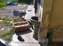 Un cane e due gatti abbandonati (inserita in galleria)