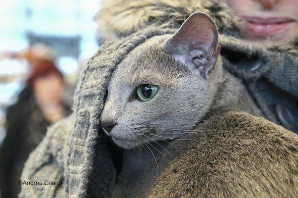 Cani e gatti protagonisti a Villa Erba - 2 (inserita in galleria)