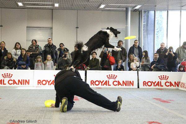 Cani e gatti protagonisti a Villa Erba - 2 (inserita in galleria)