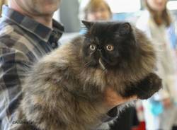Cani e gatti protagonisti a Villa Erba - 2 (inserita in galleria)