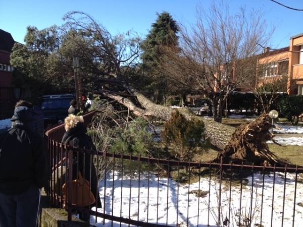 Forte vento, albero cade su un'auto (inserita in galleria)