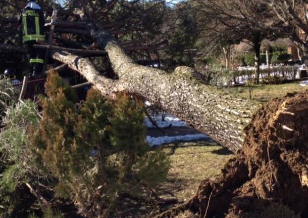 Forte vento, albero cade su un'auto (inserita in galleria)