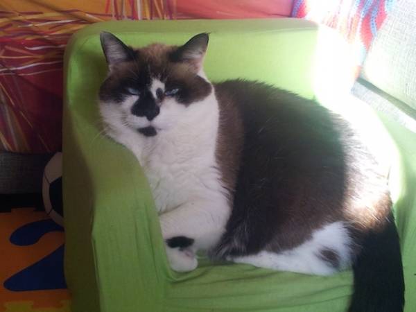 I vostri gatti 10 (inserita in galleria)