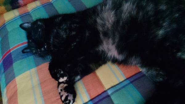 I vostri gatti 10 (inserita in galleria)