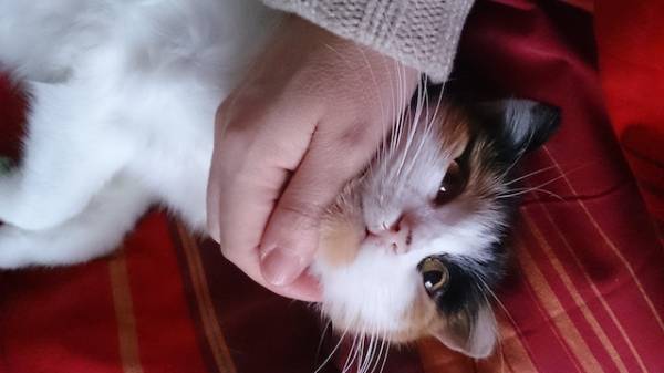 I vostri gatti 10 (inserita in galleria)