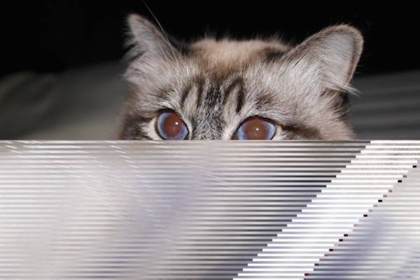I vostri gatti 10 (inserita in galleria)