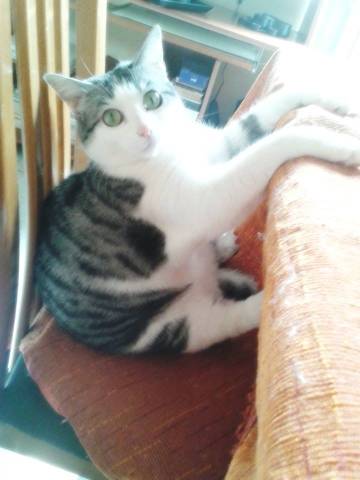 I vostri gatti 2 (inserita in galleria)