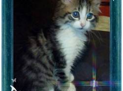 I vostri gatti 2 (inserita in galleria)