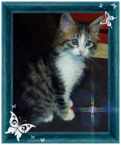 I vostri gatti 2 (inserita in galleria)