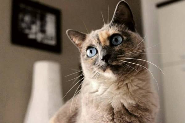 I vostri gatti 2 (inserita in galleria)