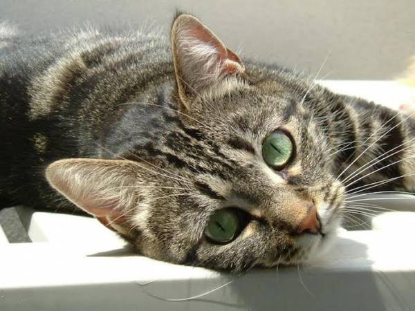 I vostri gatti 3 (inserita in galleria)