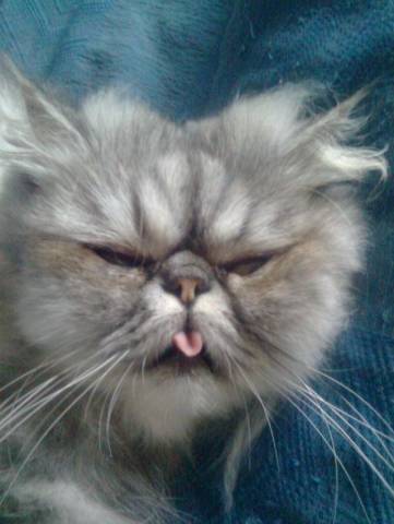 I vostri gatti 4 (inserita in galleria)