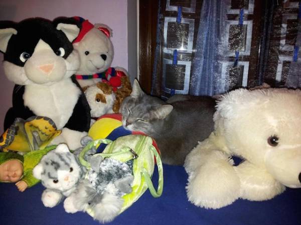 I vostri gatti 5 (inserita in galleria)
